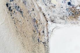 Trusted Blackwood, NJ Mold Removal Services Experts